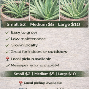 Aloe Vera Plants (Small, Medium & Large)